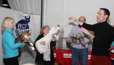 Выставка кошек 'Осенний Кэт-Салон' 30 ноября-1 декабря 2013., монопородные шоу 2456